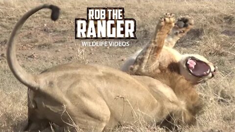 Lion Drama In The Mara: Big Lion Grabs A Sub-Adult | Zebra Plains