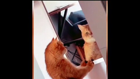 Funny moments for cats😜