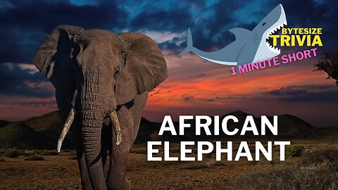The Majestic African Elephant: A Journey Through Fascinating Facts Trivia Short #elephant #africa #trivia