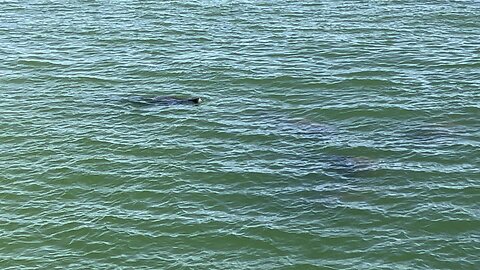 Manatees at Fort De Soto May 23 2024