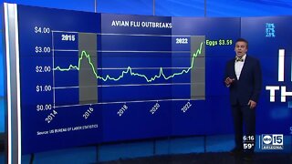 Price of eggs up 86% in a year because of Avian Flu