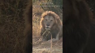 Maasai Mara Sightings Today 07/08/22 (Lions, Cheetah, etc) | Zebra Plains | #shorts
