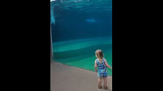 EVERYONE should MAKE time for 50 seconds of a cute girl and a dolphin video