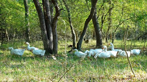 Гуси породы Линда, выращивание на природе