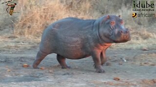 Hippo Runs To Water