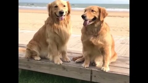 Funniest & Cutest Golden Retriever Puppies #6 Funny Puppy Videos 2022|DOG WORLD