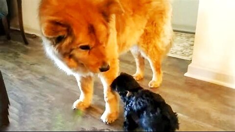 Tiny Puppy Stops At Nothing To Get Attention From Blind Dog