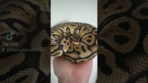 Rodney my sweet little ball Python