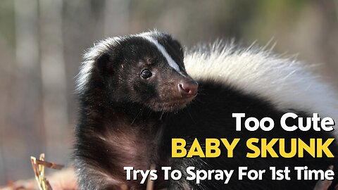 Too Cute - Baby Skunks Try To Spray For First Time