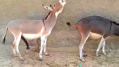 Male donkey meeting with female Donkey video