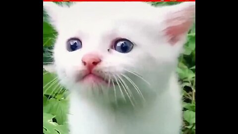 Super cute Cat Meowing_Super Cte meow video