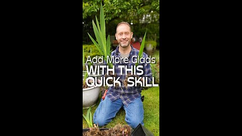 How to Separate and Transplant Gladiolus Bulbs
