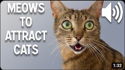 SOUNDS THAT ATTRACT CATS! - Meow and make cats come to you with this video