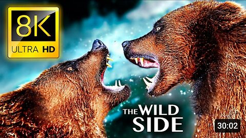 The Wild Side of Animals 8K Ultra HD Video | The Greatest Animals Fights