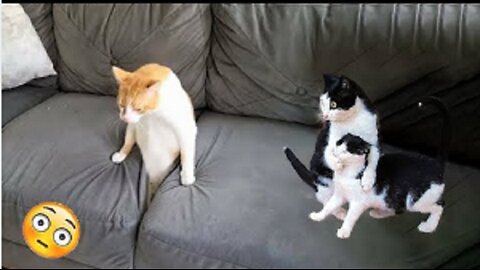 Best Funniest Cats 😹 - Don't try to hold back Laughter 😂 Funny Cats 2023 #7