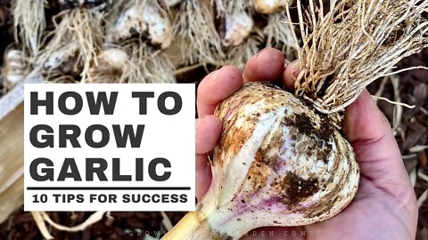 HOW to PLANT and GROW GARLIC plus TIPS for growing garlic in HOT CLIMATES