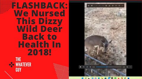 FLASHBACK: We Nursed This Dizzy Wild Deer Back to Health In 2018!
