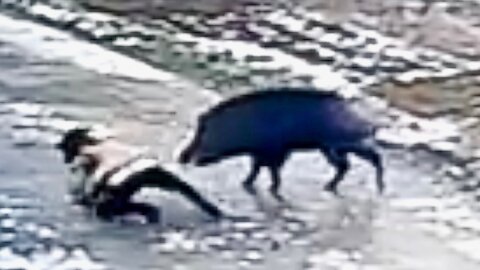 Ferocious Wild Boar Attacks Villagers In China