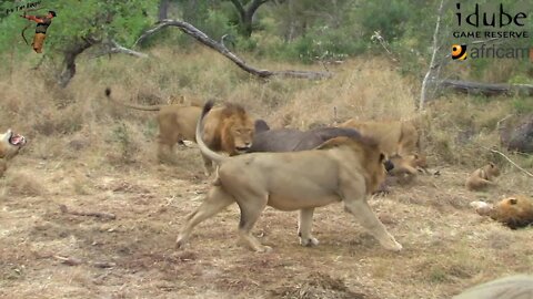 Daughters Of The Mapogo Lions - Rebuilding The Othawa Pride - 6: Eating a RHINO!!!