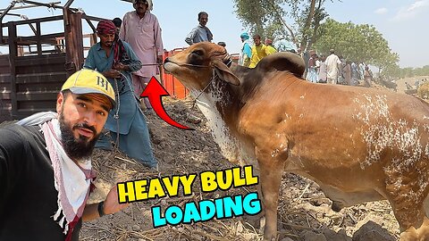Loads of heavy bulls in Sheikhwan cow market 🐂 everyone's condition will be bad 😳