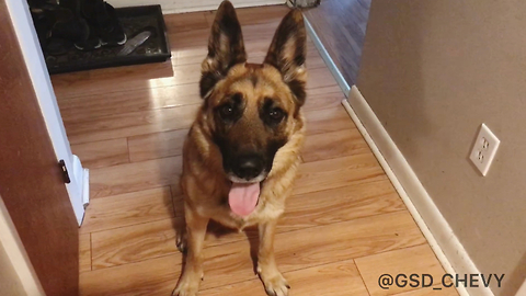 Noisy German Shepherd Sounds The Alarm To Wake Up Kids For School