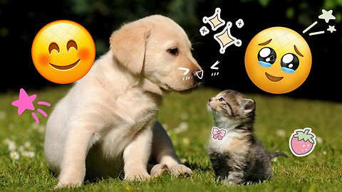 Adorable Cat & Dog Fails 2024 | Funniest Kitten Memes Compilation - Part 1