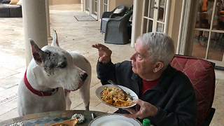 Max the Deaf Great Dane Speaks at The Table