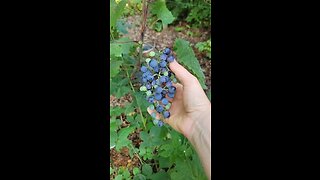 How to Tell When Grapes Are Ready to Harvest- Chardonnay Grapes 🍇🍇🍇