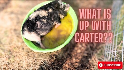 WHAT IS UP WITH CARTER? #kunekune