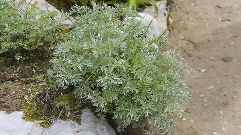 Absinto ( Artemisia absinthium ) serve para combater vermes e baixar a febre