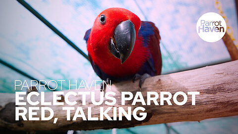 Red, the Eclectus Parrot Talking