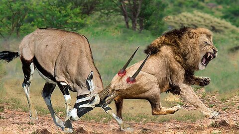 Brave Gemsbok Take Down LIONS With Their Horns To Save Baby Gemsbok Escape - Snake vs Lizard