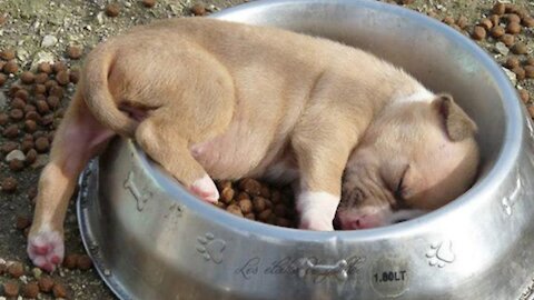 Funny Dog Puppies Sleeping