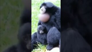 que espécie de macaco é essa?😱😱😱