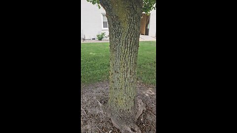 Thousands of cicadas on a tree