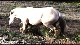 A visit with the younger horses. We said farewell to one of our herd - our darling Paddy.