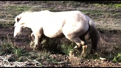 A visit with the younger horses. We said farewell to one of our herd - our darling Paddy.