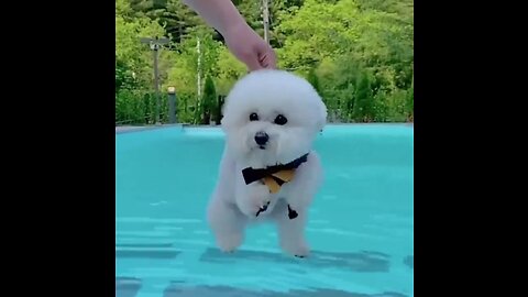 Baby Dogs eating ice cream 🐶🍦🍦😋Cute Dogs Swimming in Pool 🐶😅Cute and Funny Dogs Videos