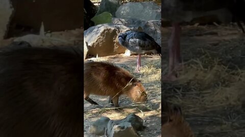 Capybara eating at the Memphis Zoo :)