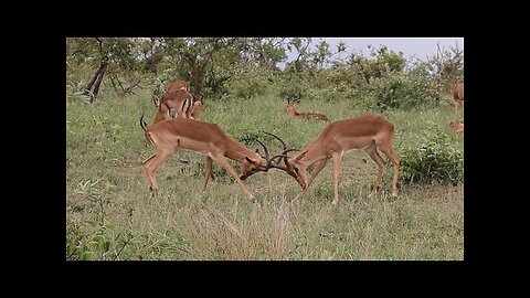 Impala Rams Fighting Copyright Free Animal Videos