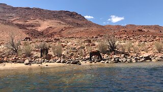 WILD HORSES! Colorado River, AZ