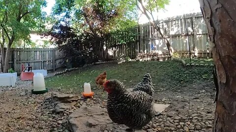 My Backyard Chickens - Week 21 Compilation