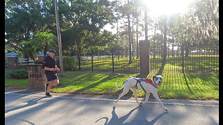 Joyful Great Dane & Dad Enjoy Joring Morning Florida Run Together