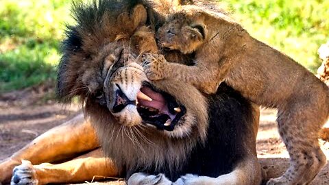 Lion Cubs Meet Dad for the First Time ,😲😄