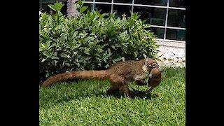 Concerned coati mother drags her babies to safety