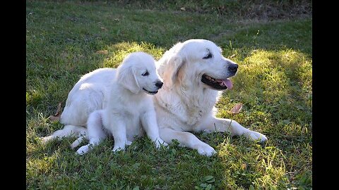 Mummy Dogs And Her Baby Dogs Are Playing In The Garden ||