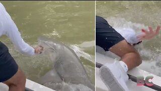 Video captures shark pulling man into water in the Florida Everglades