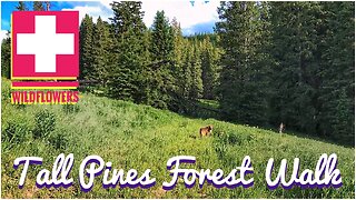 Tall Pines Forest Walk ~ Wildflowers Wilderness and Wiggles