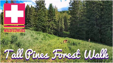 Tall Pines Forest Walk ~ Wildflowers Wilderness and Wiggles