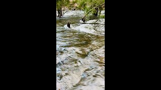 Running Water in River #river #freshwater